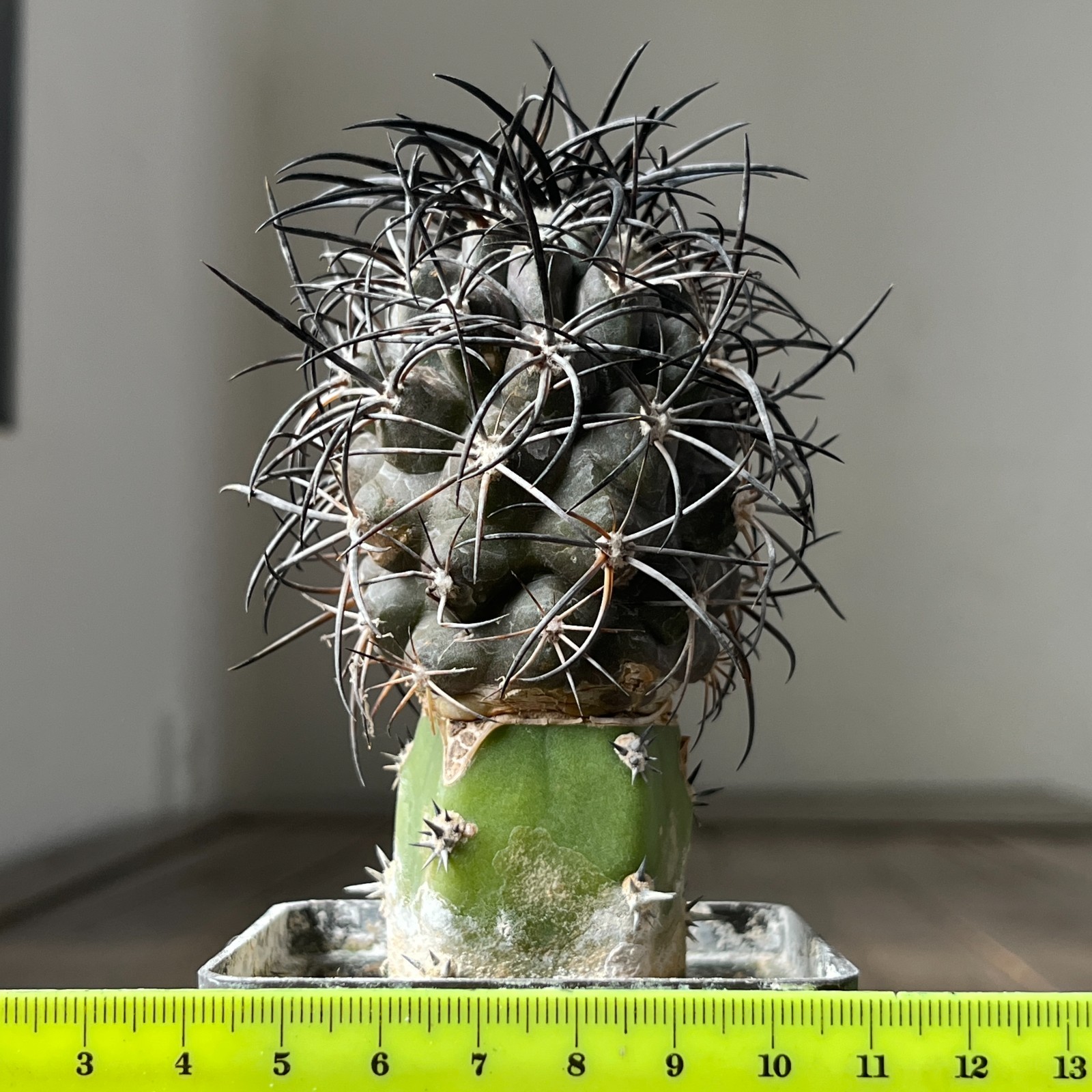 A2-261 Copiapoa griseoviolacea, JN1273, Hacienda Nicolasa, At, grafted