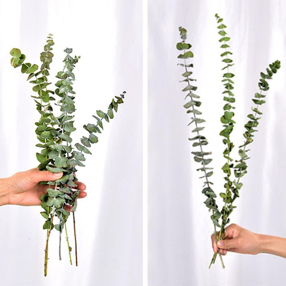 10pcs Natural Dried Flower Eucalyptus Branches Leaves Home Decors Bouquet
