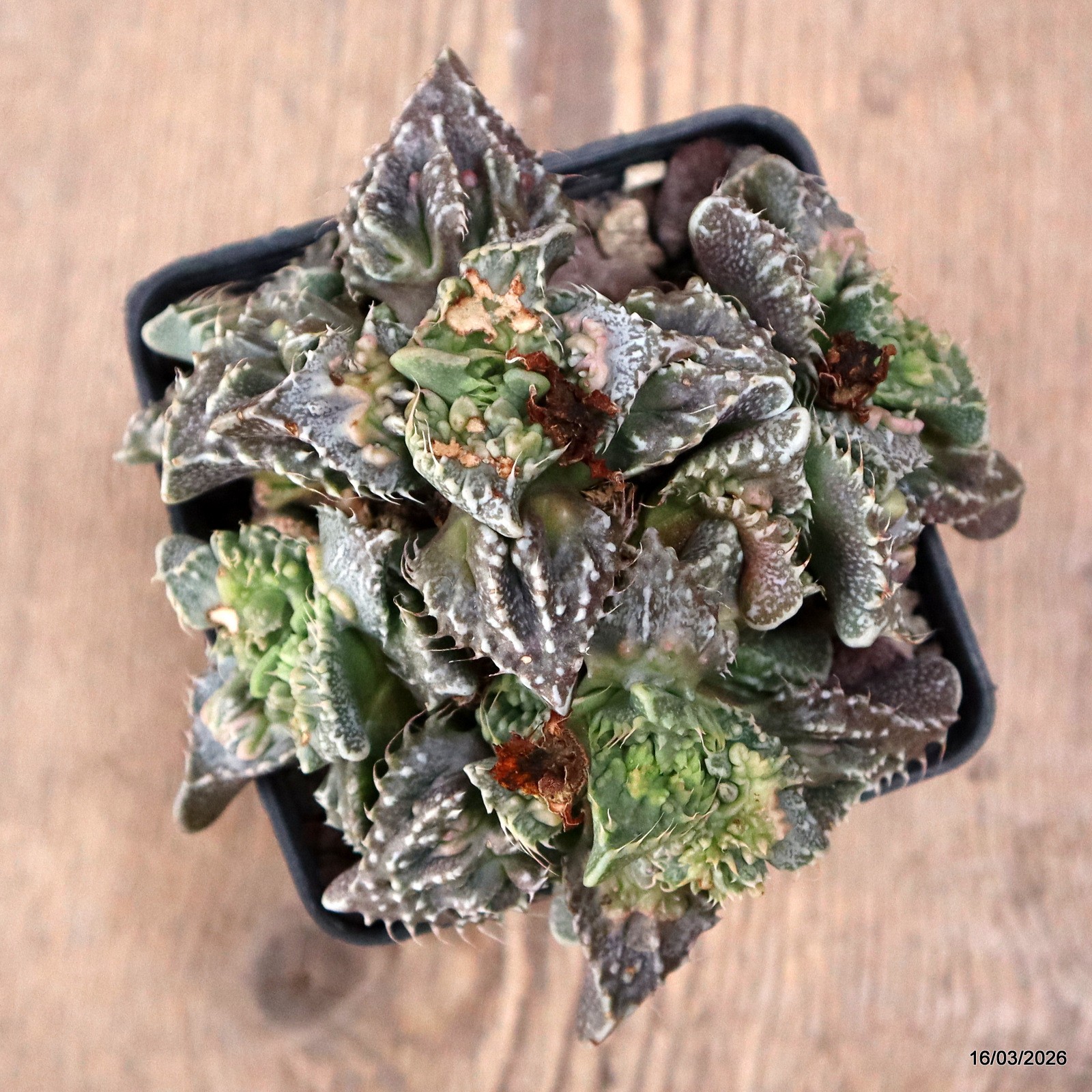 D8070 FAUCARIA TIGRINA MONSTER pot9-H7-W13 cm MaMa Cactus