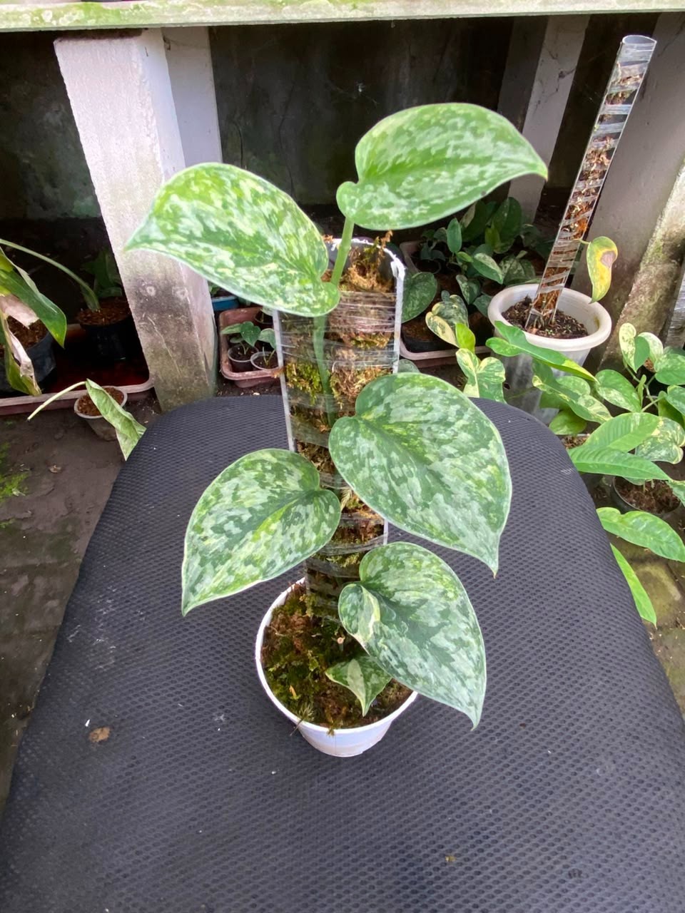 Scindapsus geulis three colour, Rare Variegated, Real Picture, Aroid Houseplant