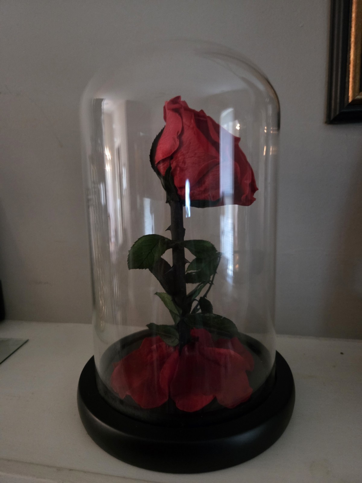 Forever Preserved Rose – Eternal in Dome-Box Mother Day Anniversary Romance Love
