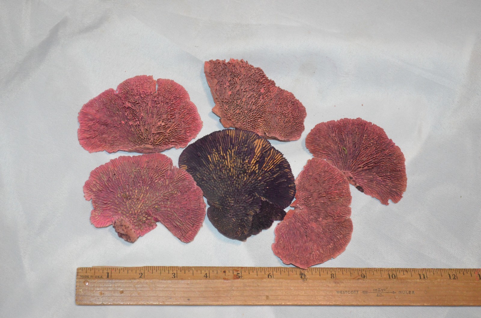 Floral Arrangement Crafts Lot of 6 Real Preserved Mushroom Pieces