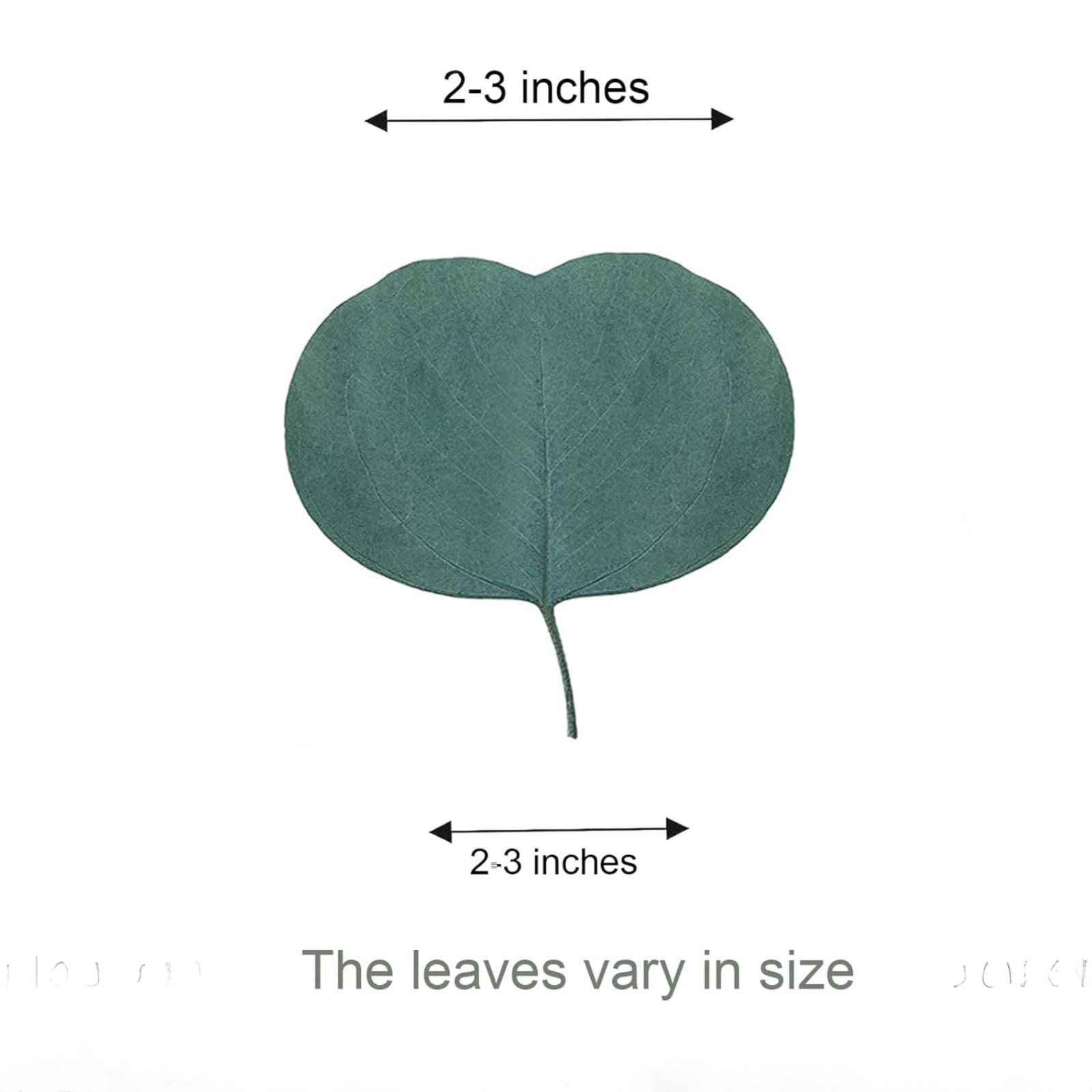600 Dried Real Eucalyptus Leaves – Natural Decorative Petals for Shower, Wedding