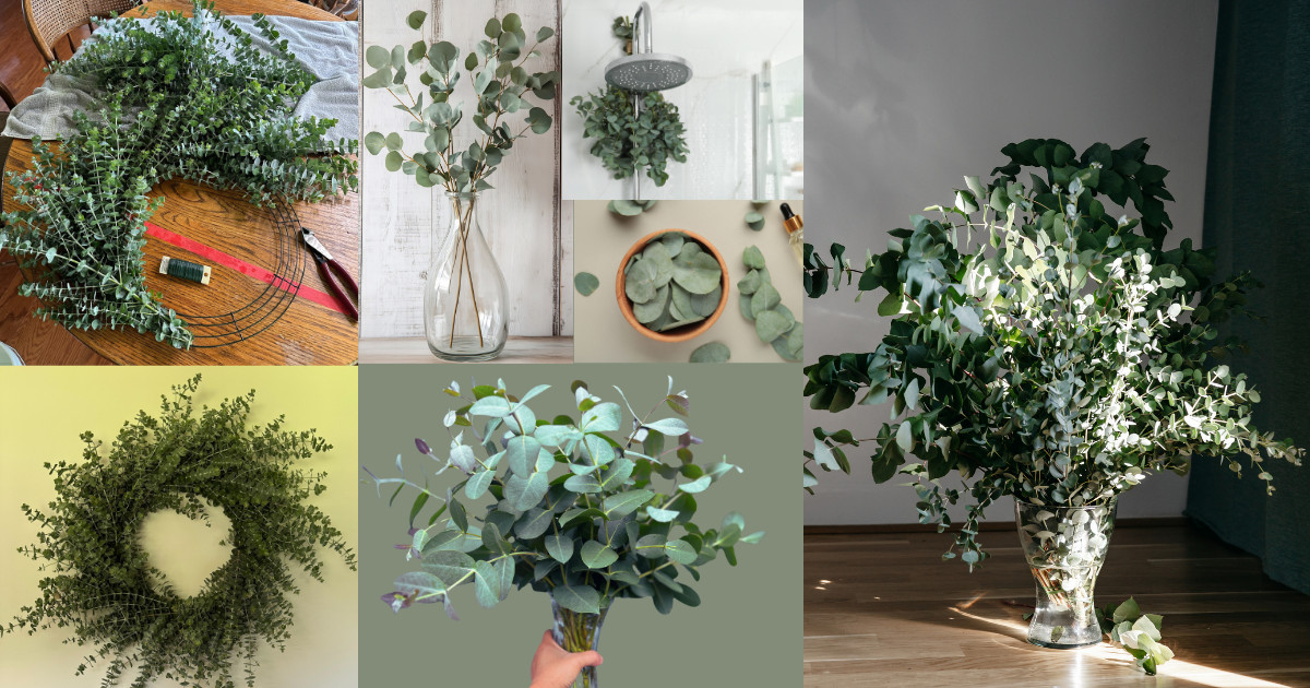 Fresh Eucalyptus Shower Bundle, Aromatic Eucalyptus Bunch for Decor, Weddings