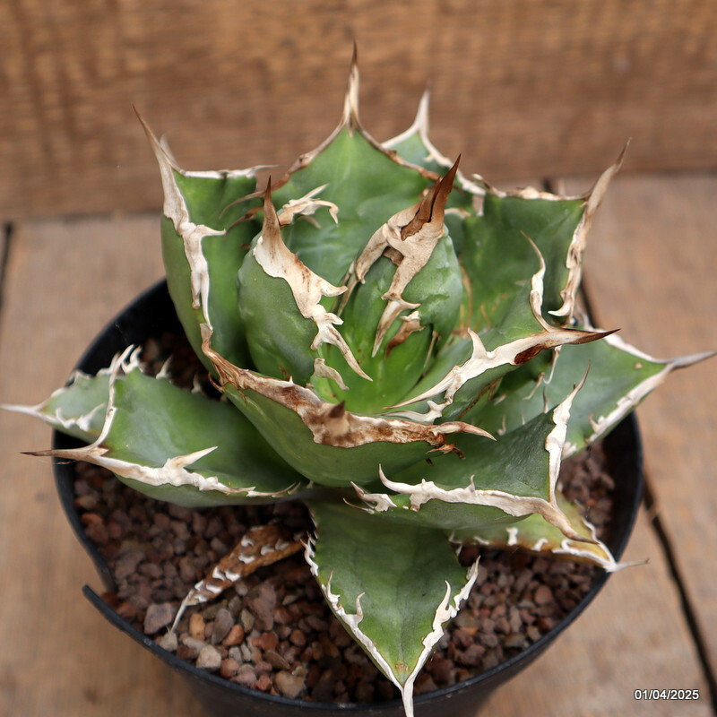 A8409 AGAVE TITANOTA pot14-H11-W16 cm MaMa Cactus