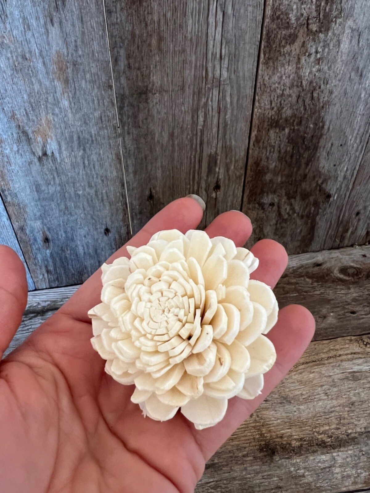 Ivory Belly Sola Wood Flowers – Set of 100 – Craft Flowers