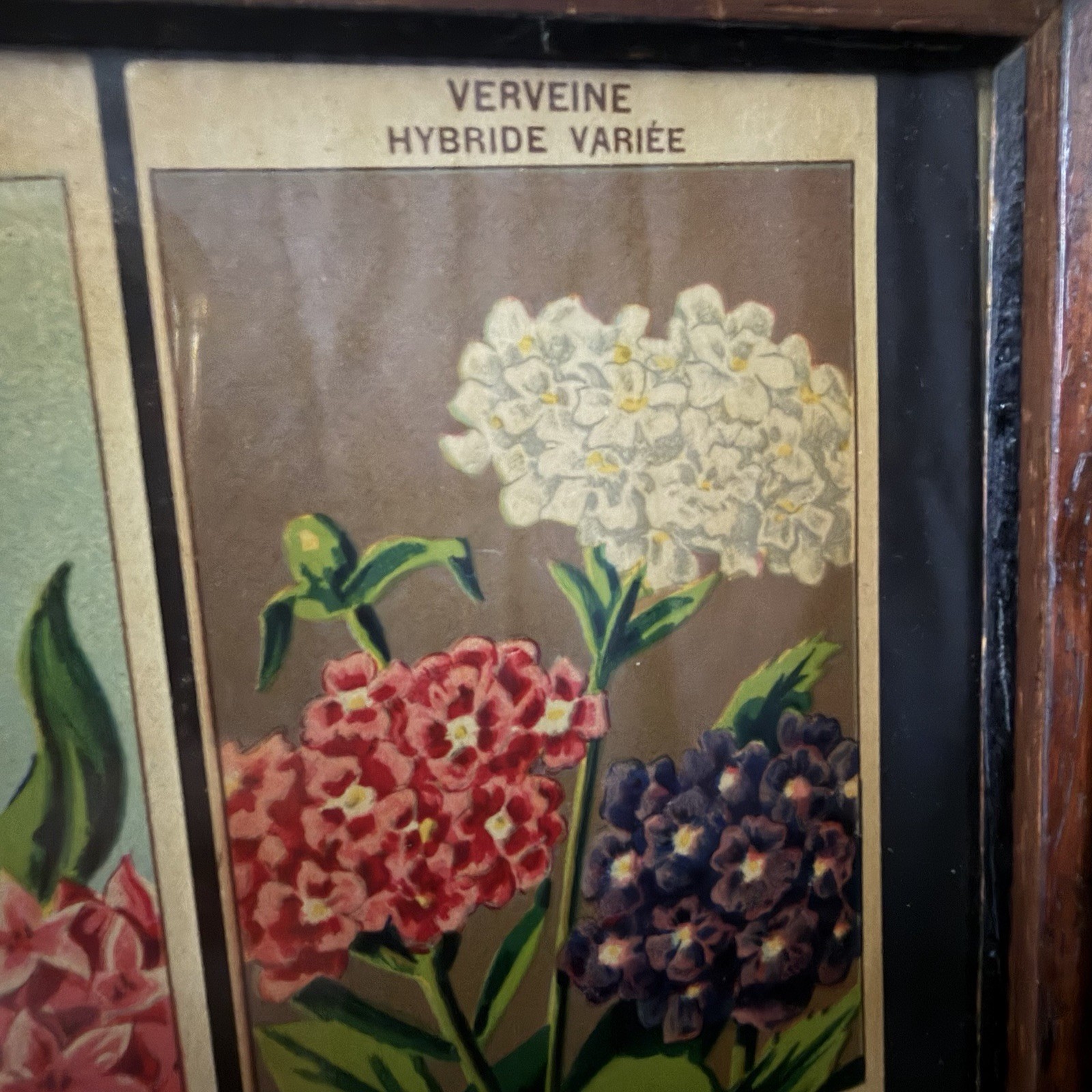 Vintage French Seed Packet Labels Framed Botanical Wall Art Wood Frame