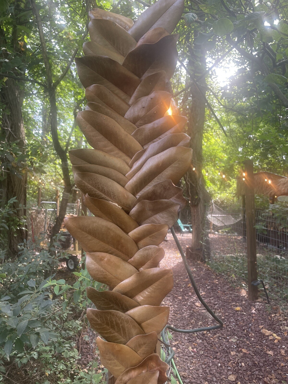 Fresh picked Magnolia Tree Branch Large Size. Approximately 20-30 Leaves