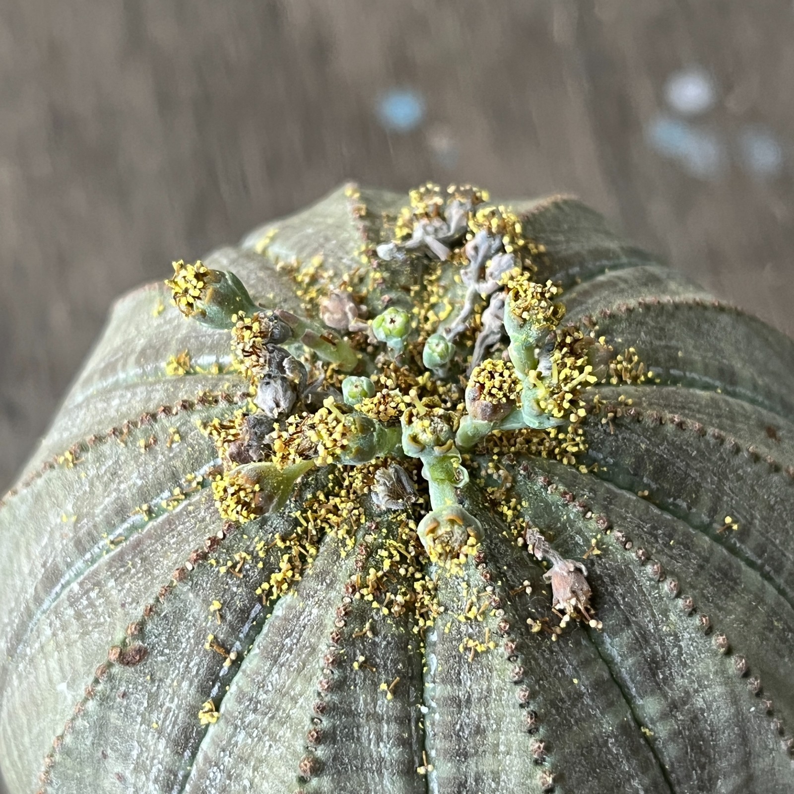 A42-2048 Euphorbia obesa old pair M+F, 10+ years, own root
