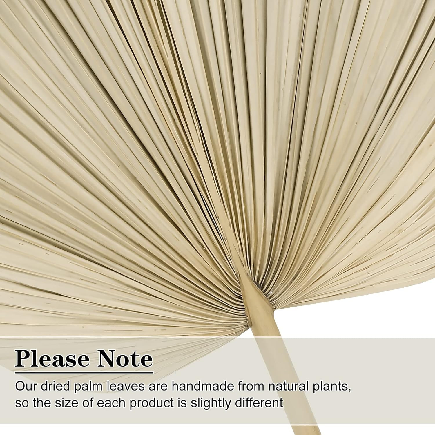 10 Large Bulk Boho Dried Palm Leaves, Fans with Stem, Natural Tropical Palm Flow