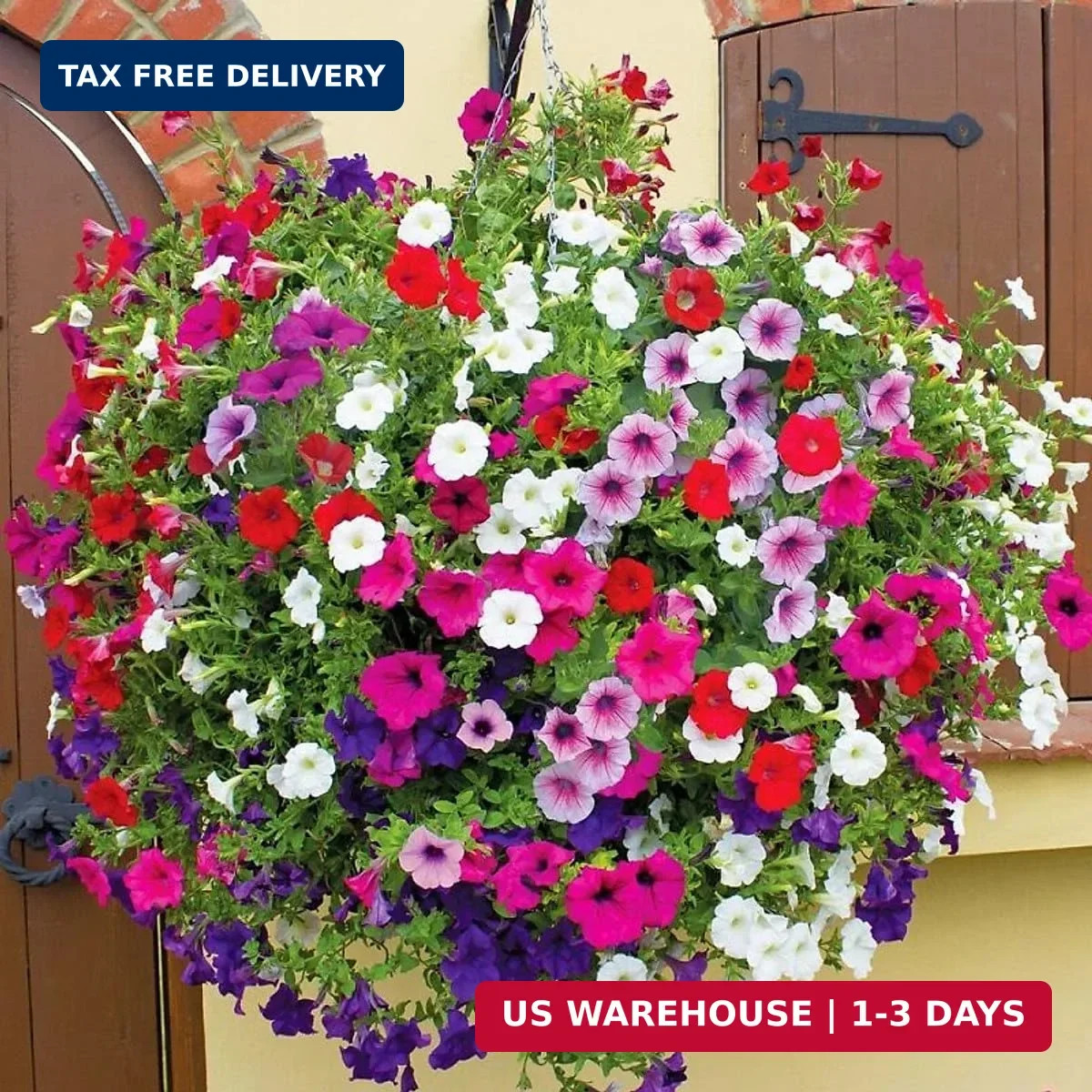 5000+ Petunia Seeds – Mixed Rainbow Color, Bonsai, Grandiflora Flowers, 1500 mg