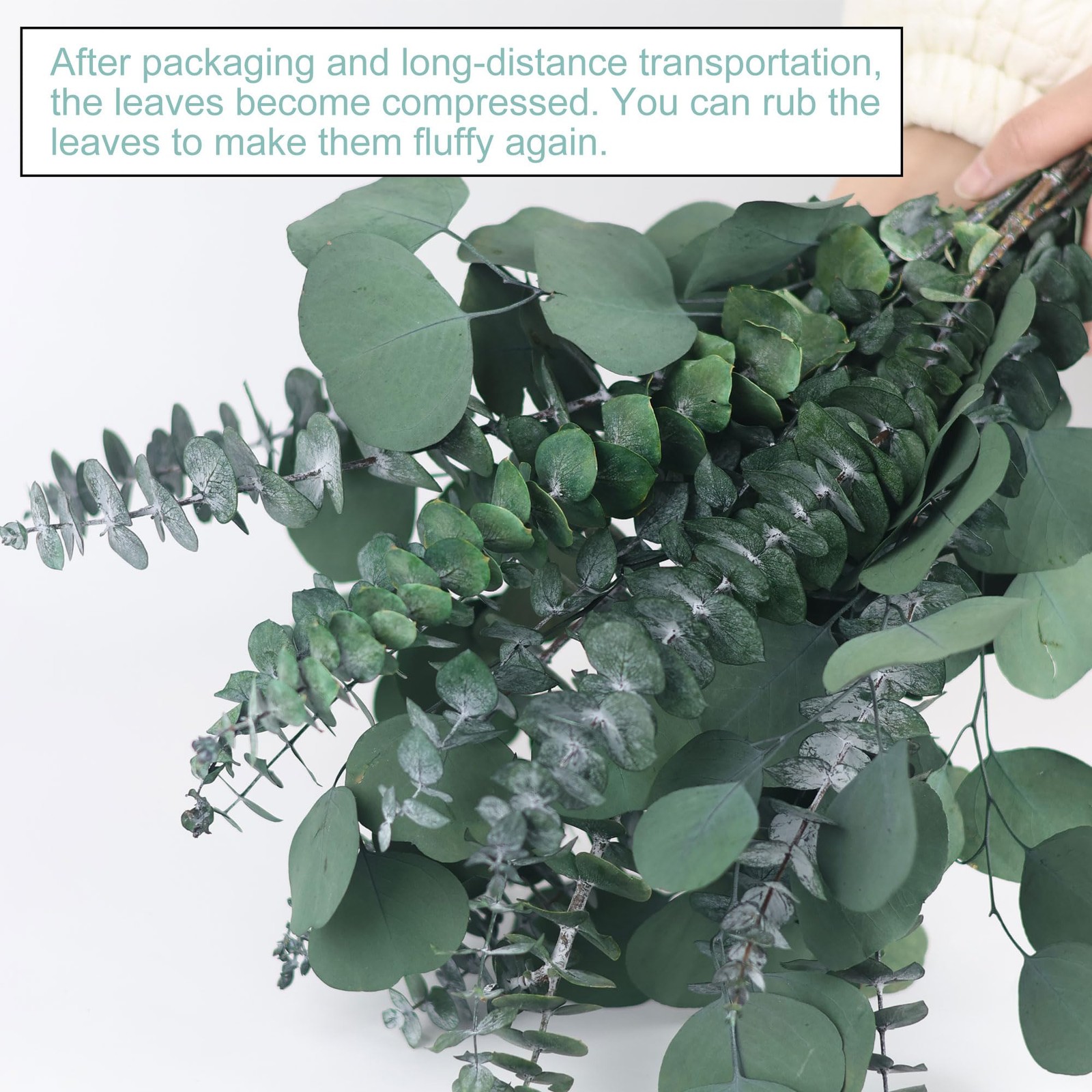 25 Pcs Preserved Dried Eucalyptus Stems & Silver Dollar Leaves Bundle, Natura…