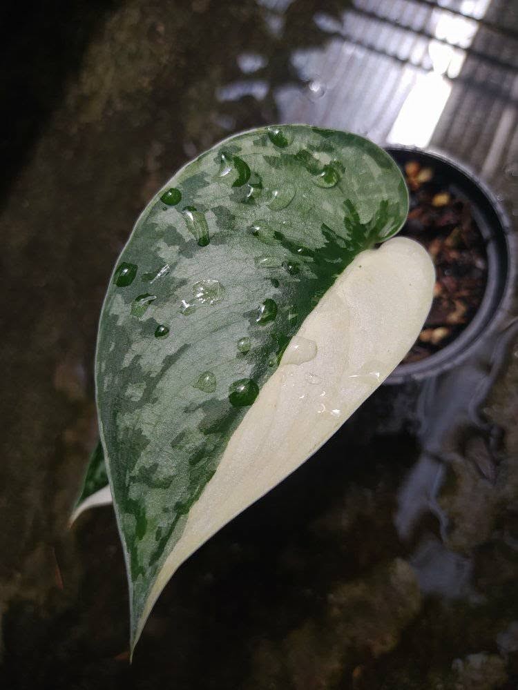 Scindapsus Mariposa, Rare Variegated, Real Picture, Aroid Houseplant