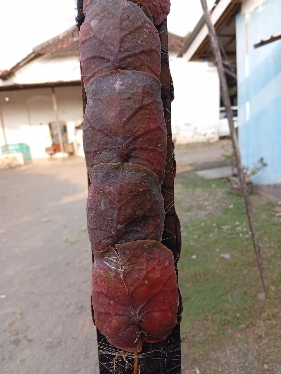 Real Picture Hoya Imbricata Super Red