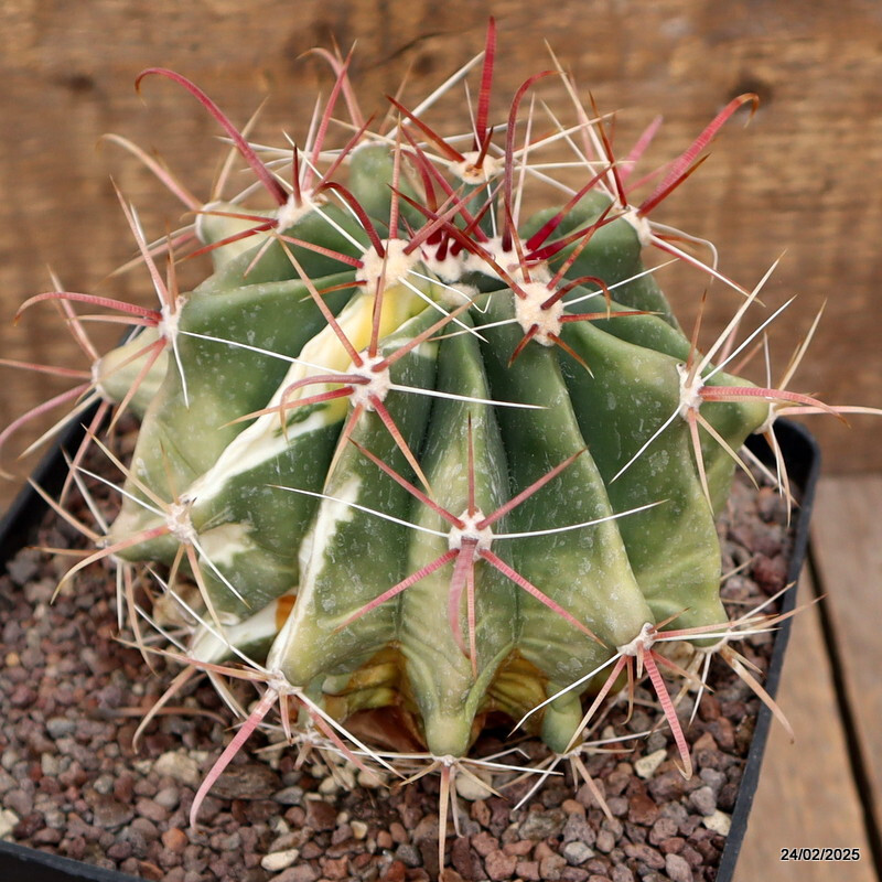 A3659 FEROCACTUS STAINESII VARIEGATED pot14-H12-W13 cm MaMa Cactus