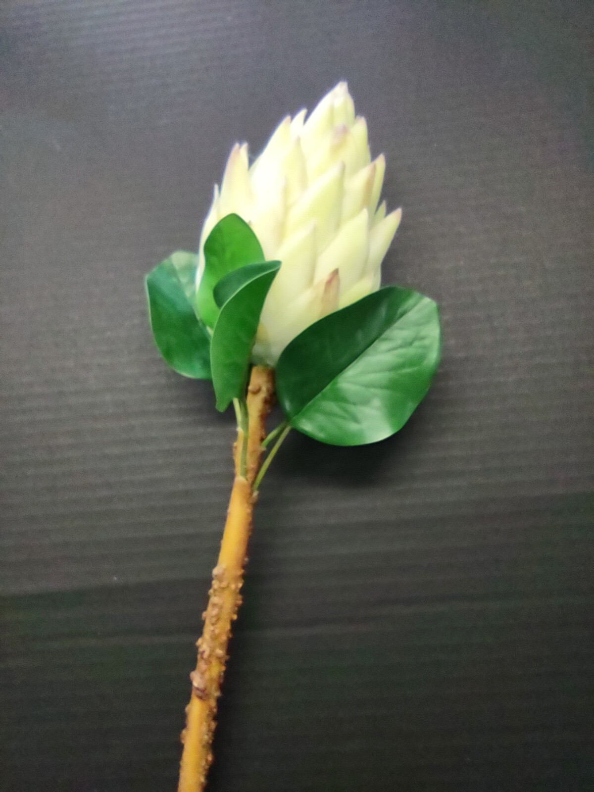 Protea Stems. Hawaiian Flowers. Tropical Flowers MINT/CREAM