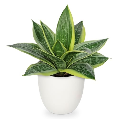 Artificial Snake Plants 9″ Faux Agave Succulent Plant Potted in White Green #3