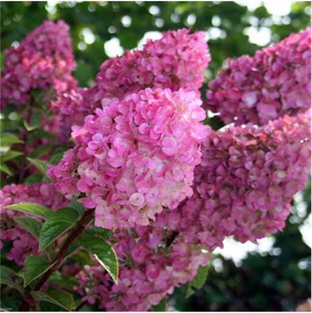 (10) HYDRANGEA SEEDS rare exotic flower bloom garden plant USA SELLER W/TRACK