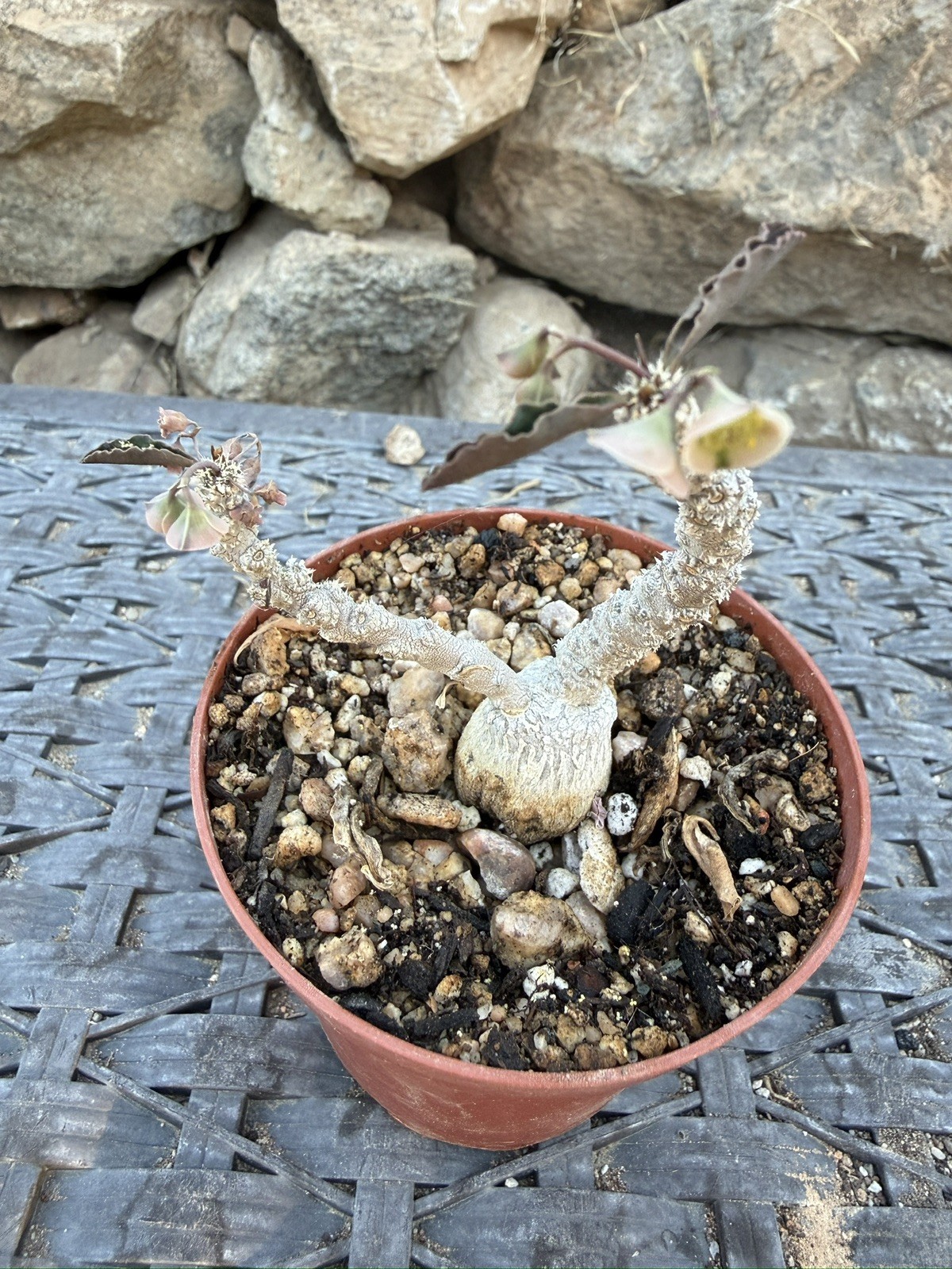 Euphorbia suzannae-marnierae