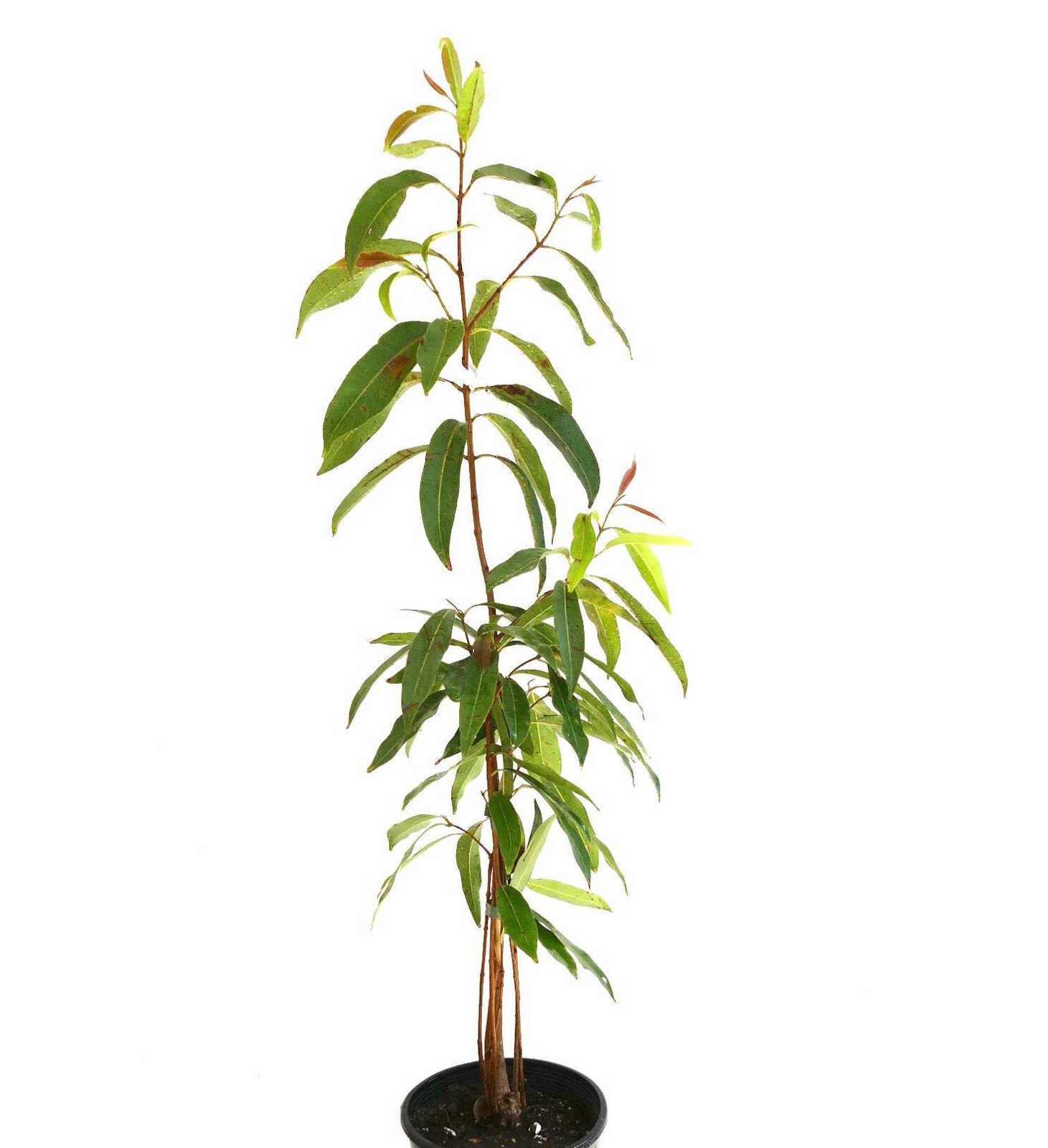 Syzygium malaccense 70-120cm | Malay apple | Mountain apple – Malay apple | Moun
