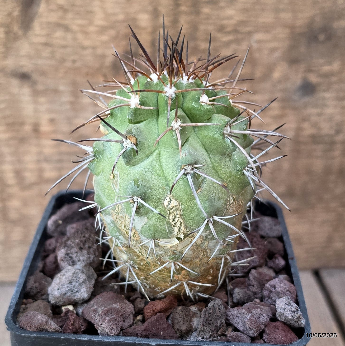 D3288 COPIAPOA PEPIANA pot10-H10-W10 cm MaMa Cactus