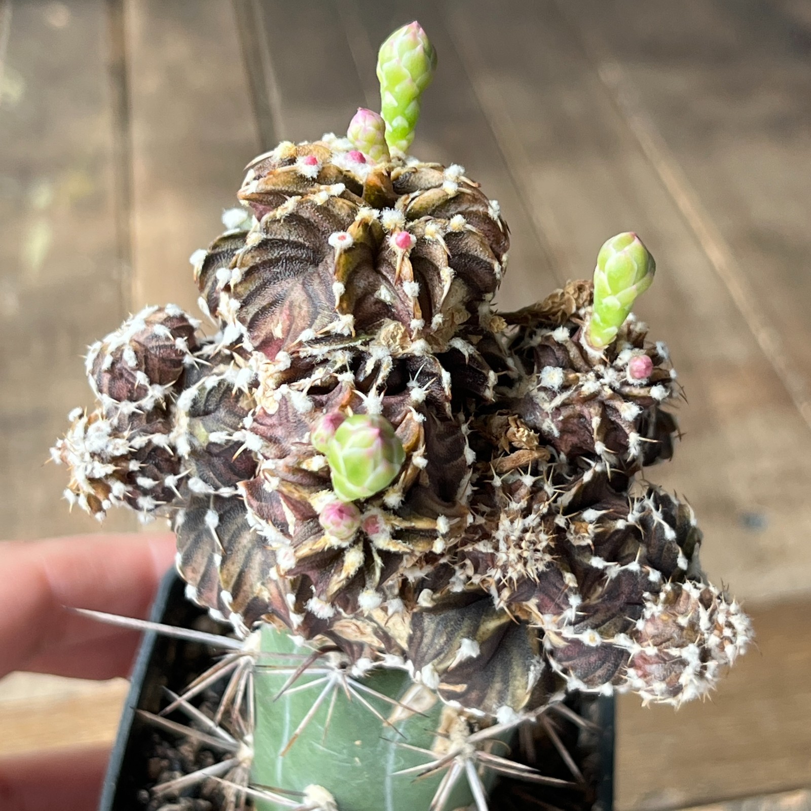 A4-2029 Gymnocalycium friedrichii VOS-014, AGUA Dulce, f. monstrosa, grafted