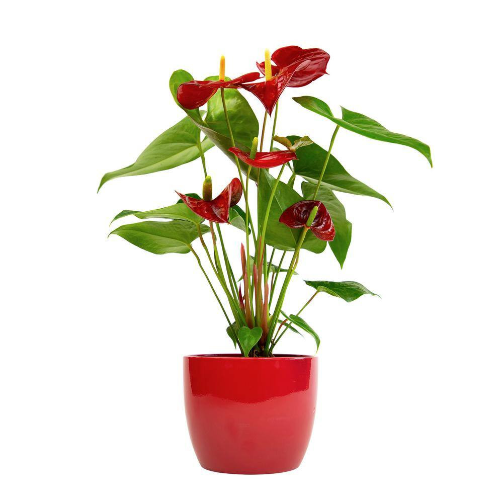 6 In. Red Flamingo Flower (Approximately 20 In. Tall) Decorative House Plant Gif