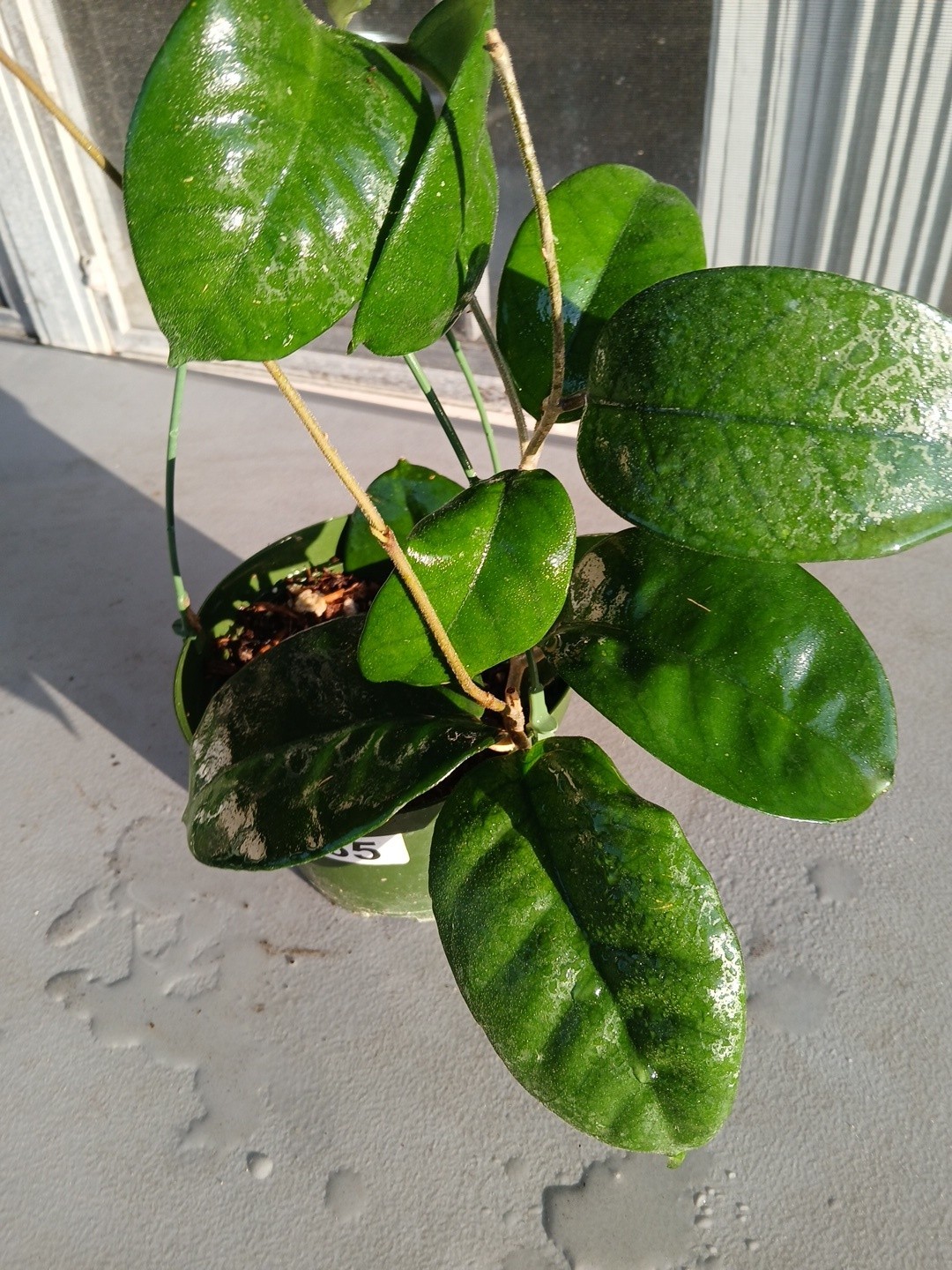 #865- HOYA FUNGI LIVE PLANT, LARGE LEAVES, LARGE PLANT,5″INCHES HANGER POT,