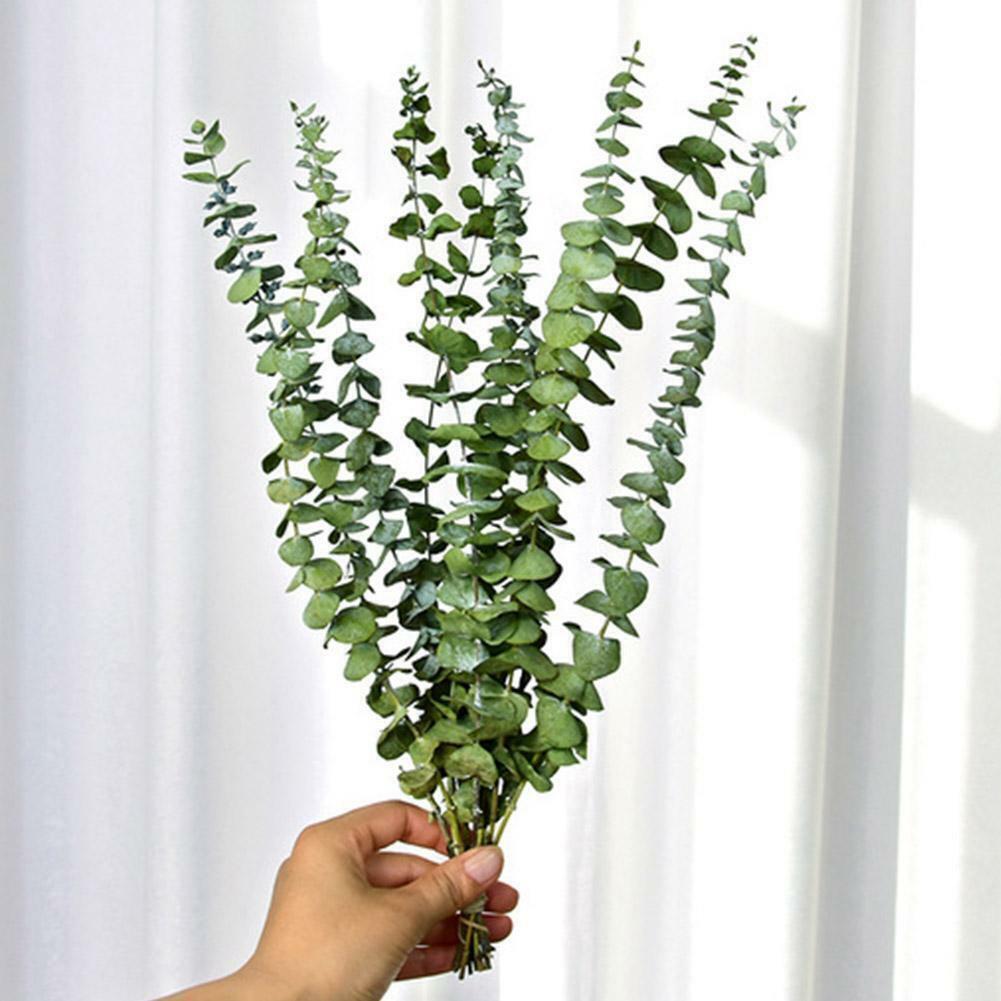 10pcs Natural Dried Flower Eucalyptus Branches Leaves Home Decors Bouquet