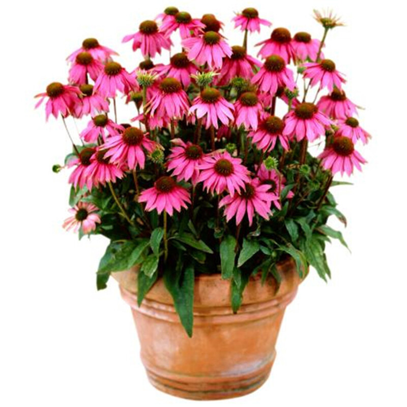 200Pcs Lovely Timeless Heirloom Organic Purple Echinacea Coneflower Seeds