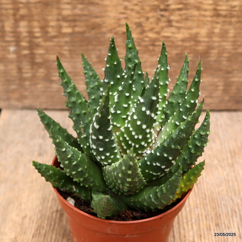 D4333 HAWORTHIA PUMILA pot8,5-H11-W11 cm MaMa Cactus