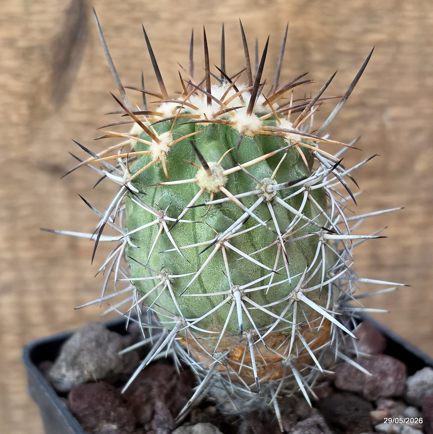 D3290 COPIAPOA HORRIDISPINA KK1713 pot10-H11-W5,5 cm MaMa Cactus