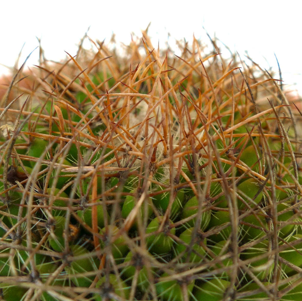 Mammillaria parkinsonii REP 2363 Pena Miller, Querétaro, Mexico –