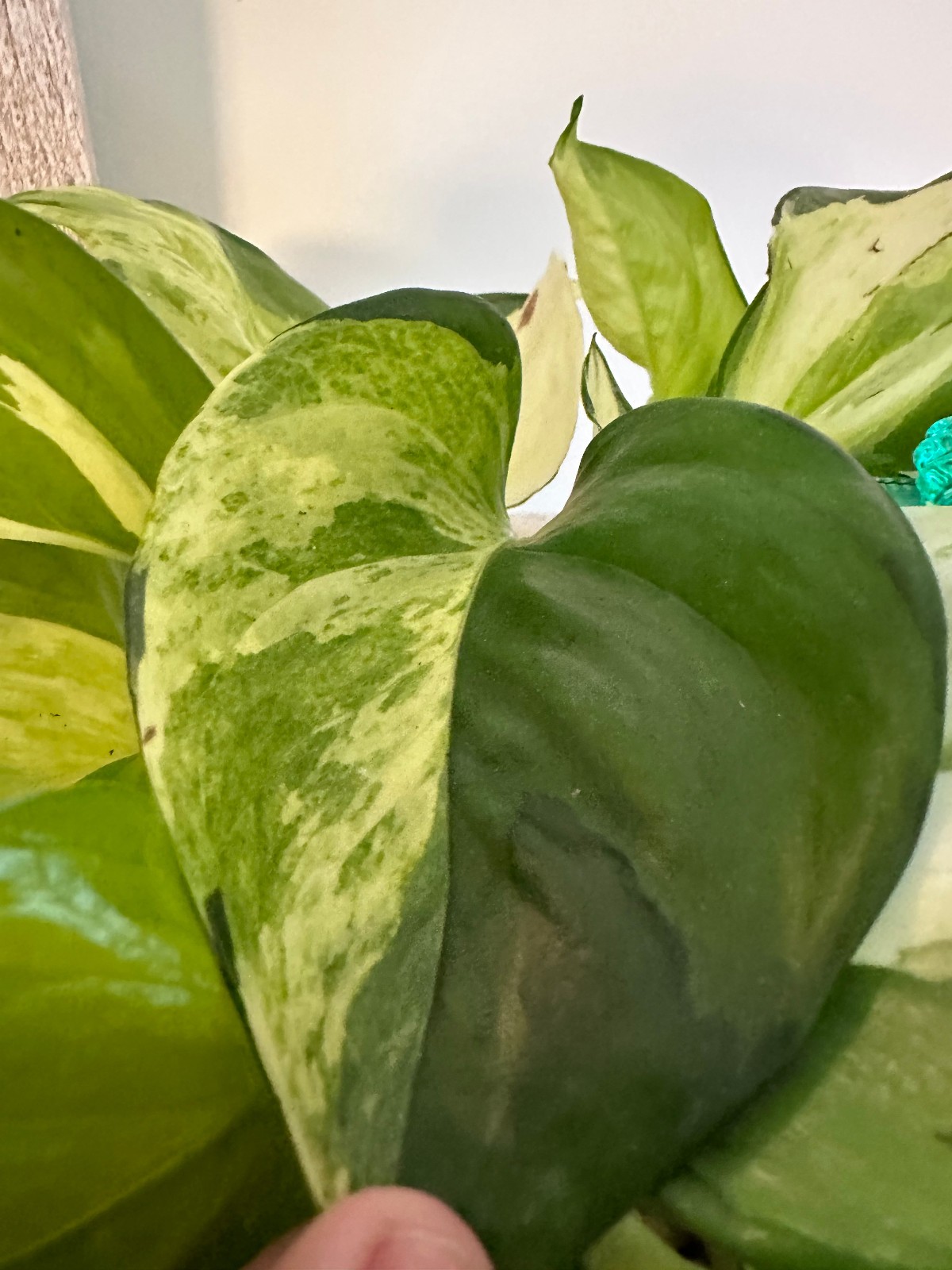 Marble Queen Pothos Cutting Live Plant Unrooted Epipremnum Aureum Cutting