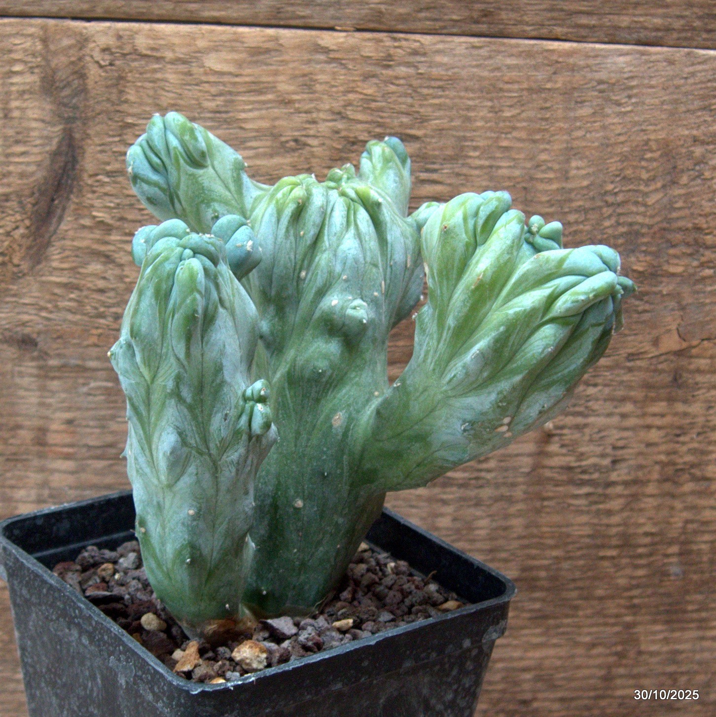 D7234 MYRTILLOCACTUS GEOMETRIZANS CRESTED pot10-H14-W14 cm MaMa Cactus