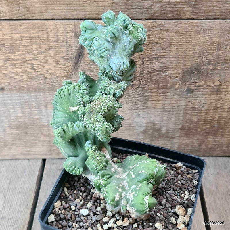 D5764 MYRTILLOCACTUS GEOMETRIZANS CRESTED pot14-H19-W19 cm MaMa Cactus