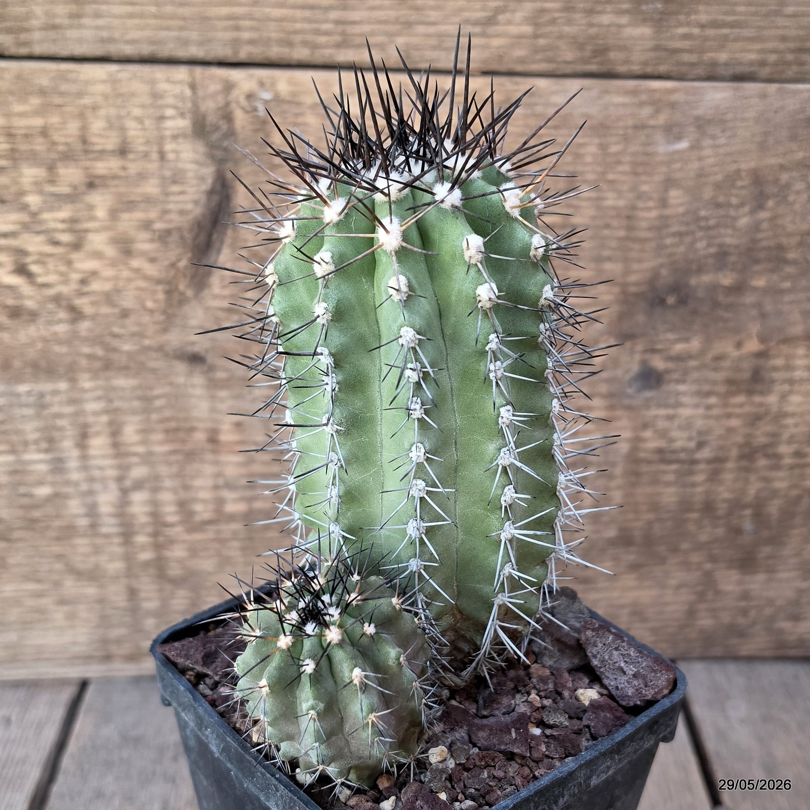 D3276 COPIAPOA STREPTOCAULON pot10-H13-W11 cm MaMa Cactus