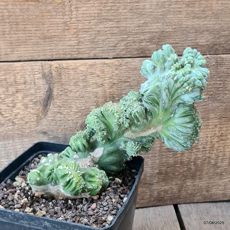 D5764 MYRTILLOCACTUS GEOMETRIZANS CRESTED pot14-H19-W19 cm MaMa Cactus