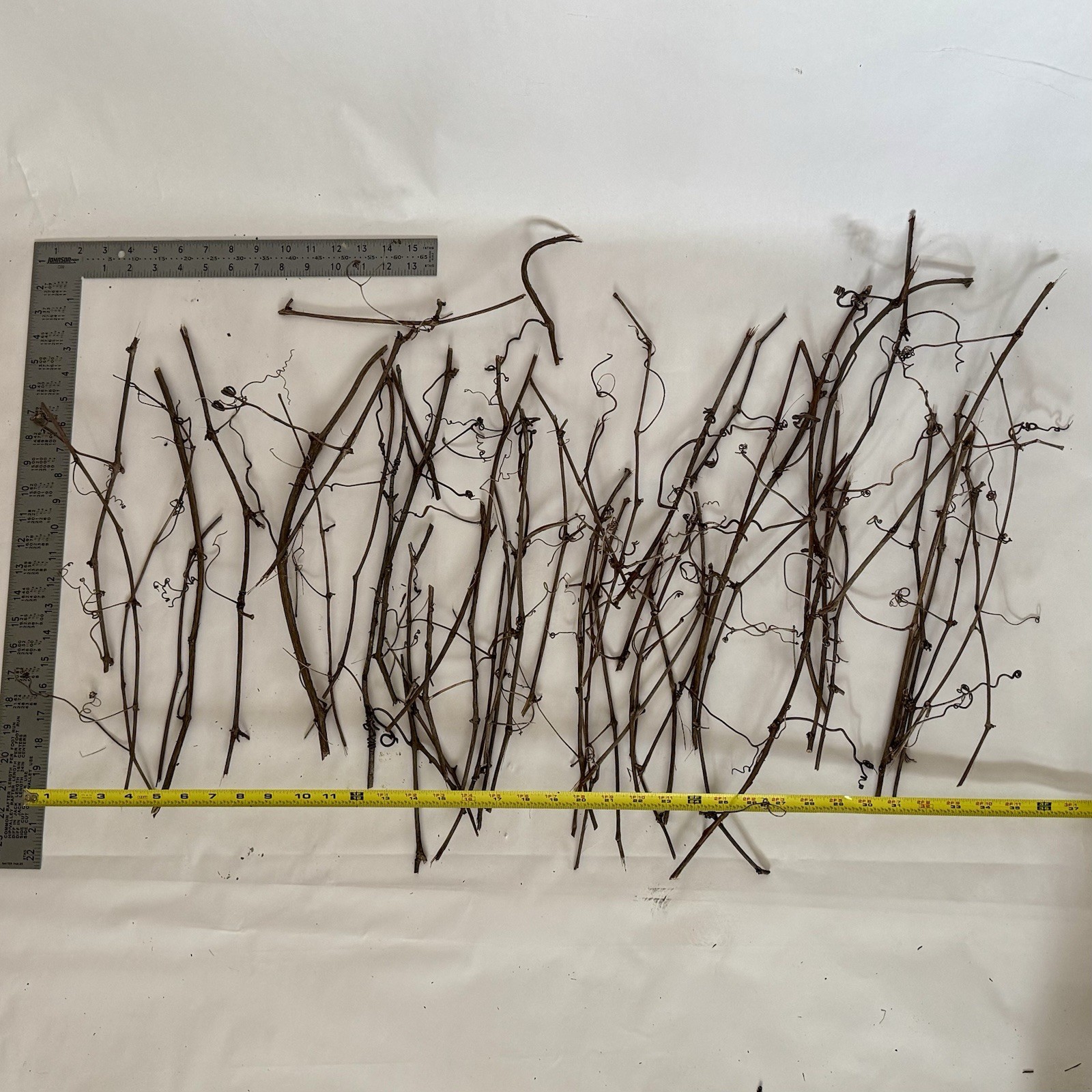 Huge Lot Of Grapevine tendrils & twigs Dried Natural floral Craft & small pets