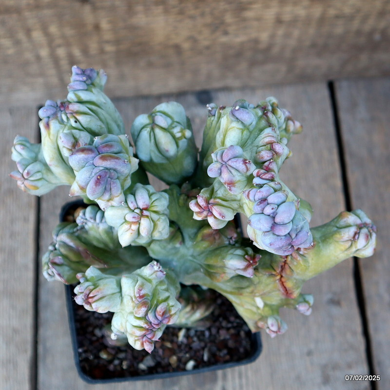 D1507 MYRTILLOCACTUS GEOMETRIZANS CRESTED pot10-H19-W18 cm MaMa Cactus