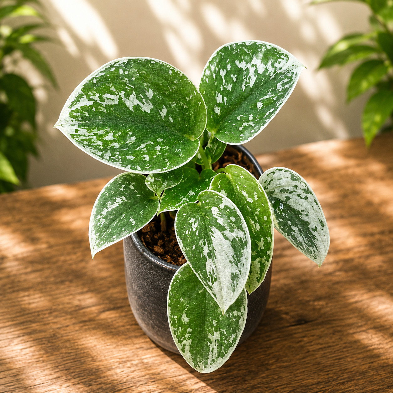 Scindapsus silver ann, Rare Variegated, Real Picture, Aroid Houseplant