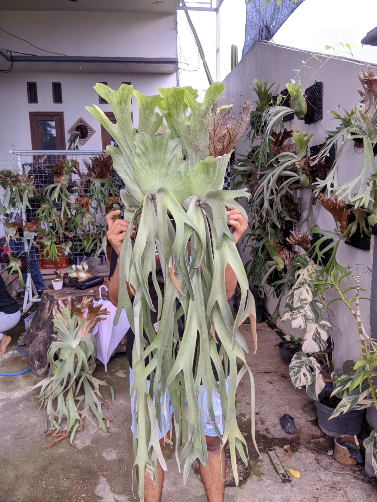 Platycerium Willinky Grove Big Size Real Picture Very Beauty