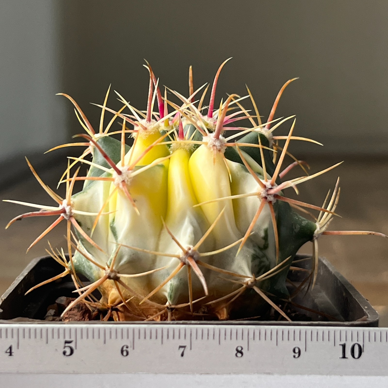 A41-887 Ferocactus herrerae f. variegata, own root