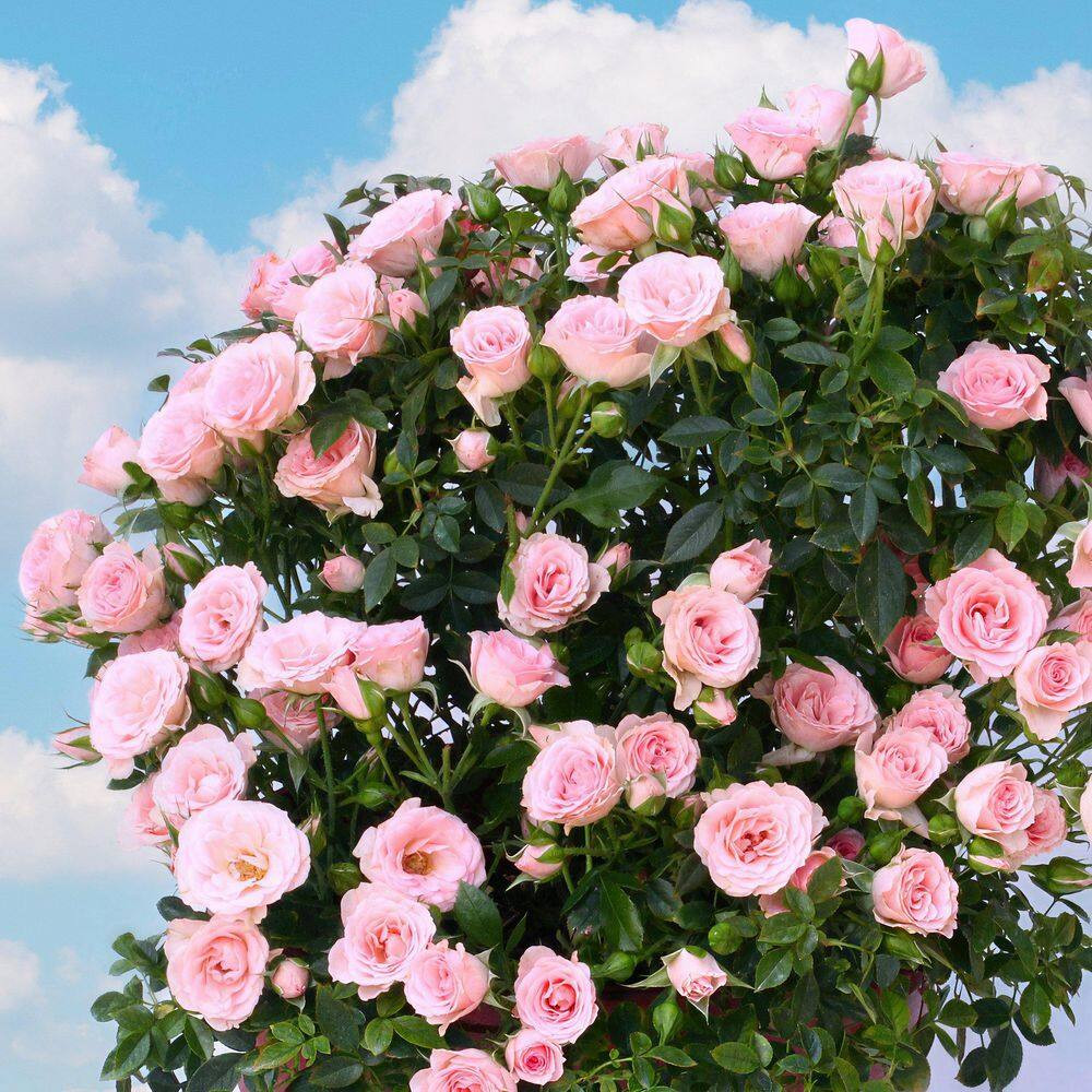 4 In. Cupcake Mini Rose with Pink Flowers (16-Pack)