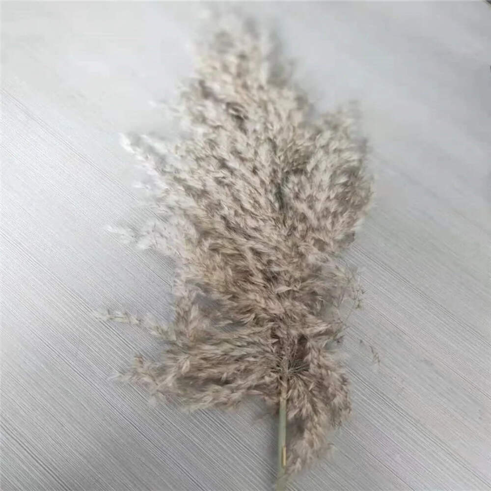 Pampas Grass Dried Decor Natural Home Boho Bouquet Decor, PCS for Stems White