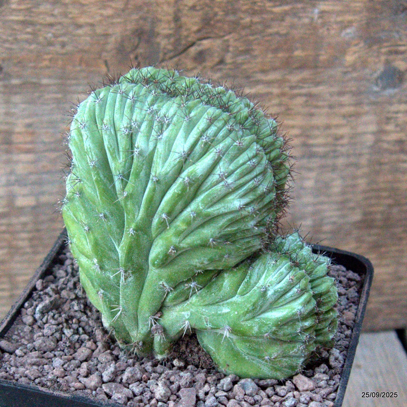 D6660 POLASKIA CHICHIPE CRESTED pot10-H9-W10 cm MaMa Cactus