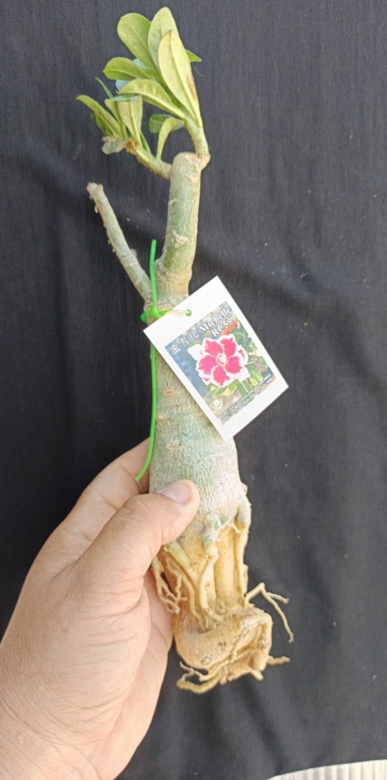 adenium plant