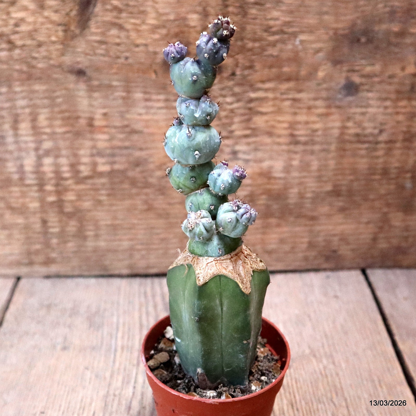 D7992 MYRTILLOCACTUS GEOMETRIZANS STACKER MONSTER GRAFT. pot6,5-H16-W4,5 cm MaMa