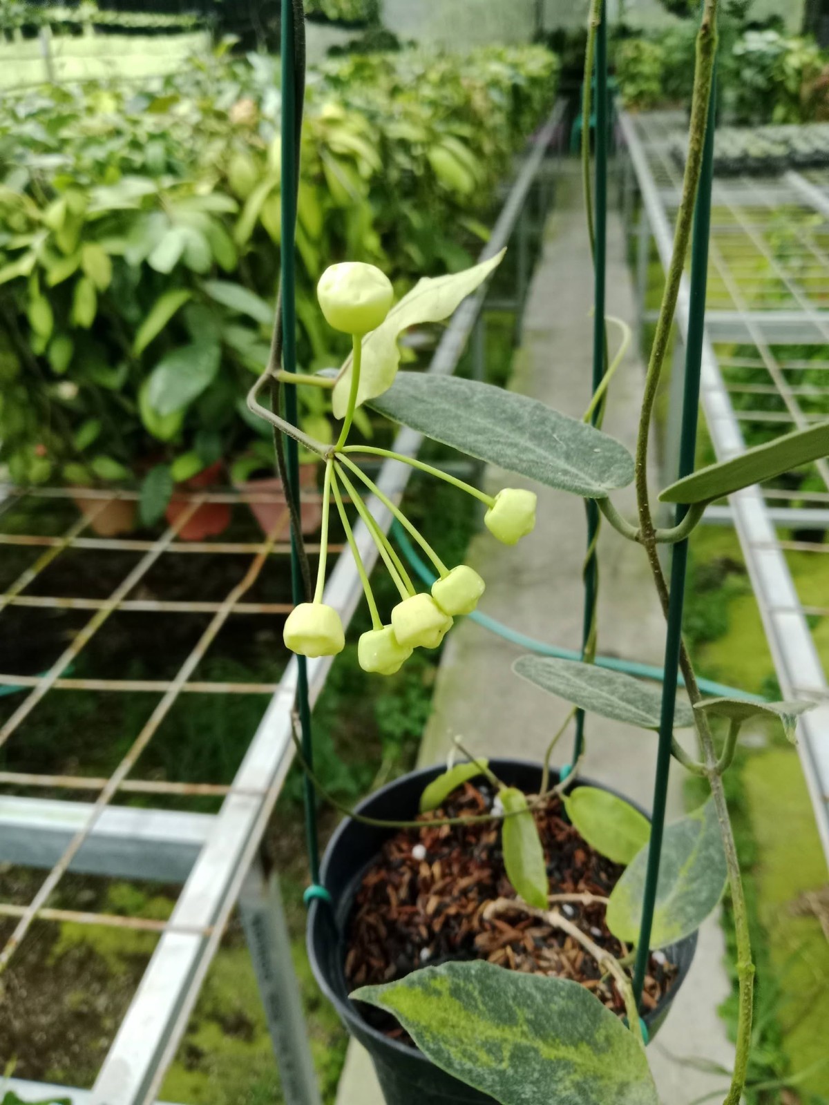 Hoya inflata Sp Papua Rare Variegated, Real Picture, Aroid Houseplant