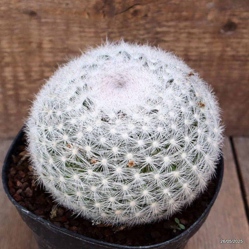 D4366 MAMMILLARIA CANDIDA pot14-H10-W13 cm MaMa Cactus